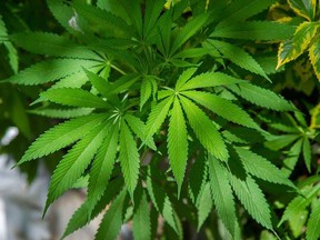 Steep declines in cannabis stocks were offset by gains in industrials, technology and energy stocks. /