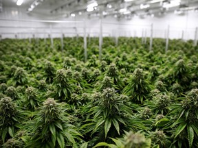 Chemdawg marijuana plants grow at a facility in Smiths Falls, Ont., Oct. 29, 2019.