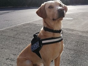 FILE: Image of drug detector dog Bailey, who helped identify recent drug seizures in Dublin. /