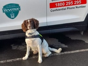 Revenue officers at Dublin Port seized about 20 kilograms of bud after it caught the attention of their four-legged colleague, Waffle.