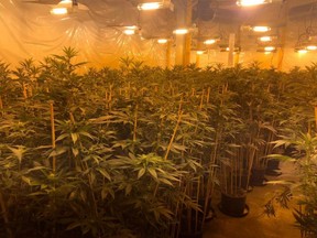 Upon executing the drugs warrant and entering the premises, the police quickly determined the space was being used as a cannabis factory. /