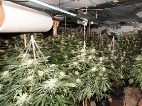 Police estimate the grow to be worth £2 million pounds ($3.4 million).