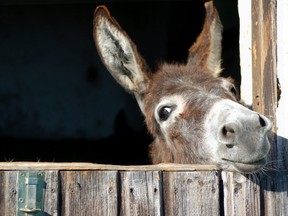 Image for representation. Both donkeys presented with depression and lethargy. /