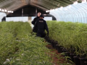 Inside one of the greenhouses growing illegal cannabis plants. /