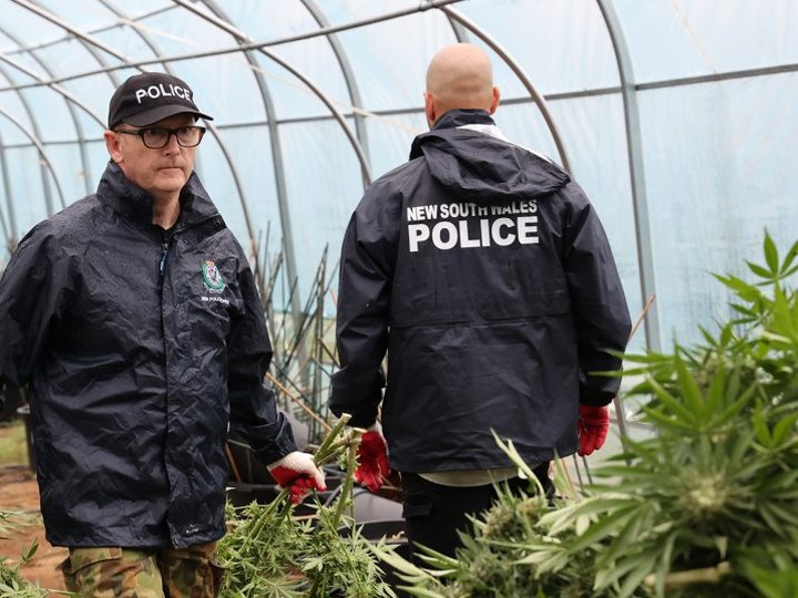  Police survey illegal grow-op thought to be largest ever in the nation. /