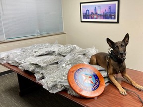 Ace takes a break after alerting troopers to 57 kilograms of cannabis inside vehicle. /