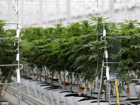 Cannabis plants grow inside the Tilray factory hothouse in Cantanhede, Portugal.
