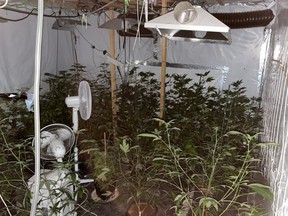 Police release photo of illegal grow in Plumstead. /