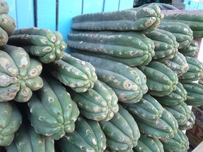 The Vancouver-based company has been approved by Health Canada to research and study San Pedro cactus, which contains mescaline.
