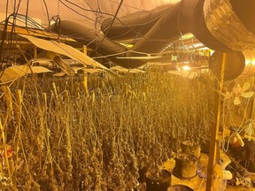 Massive illegal grow-op busted by Hertfordshire Police. /