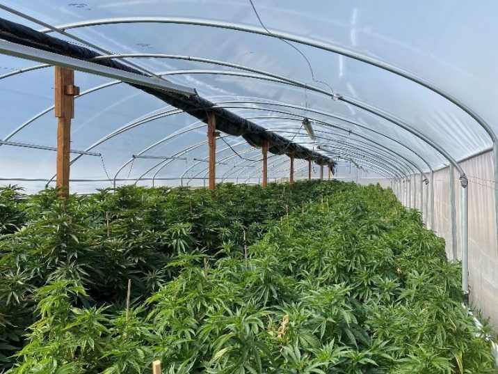 California Authorities Clear Out Thousands Of Illegal Cannabis Plants ...