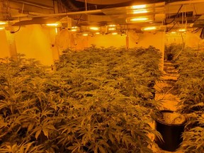 Image of one of the illegal cannabis grow-ops found. /