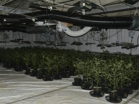 Police find illegal cannabis grow 2,000 plants strong in old building. /