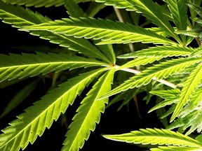 Nigeria is a major source of West African-grown cannabis, according to a national drug policy document. /