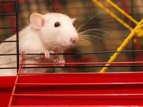 “We found that only rats treated with full-spectrum cannabis extract exhibited behavioural changes,” authors note in the study.