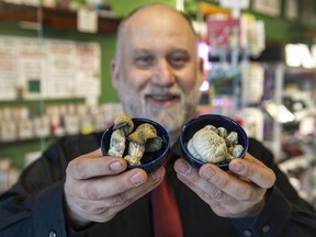 Dana Larsen, of the Medical Mushroom Dispensary in Vancouver, with samples of magic mushrooms.