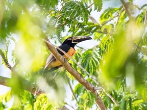 An aracari visits Wright’s home in Belize. Photo by Jordana Wright Instagram