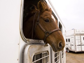 Image for representation. The trailer contained no horses, just hay bales stuffed with cannabis.