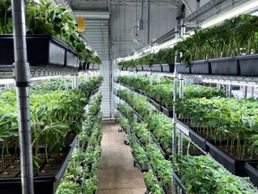 HCSO busts sale of clones in California. /