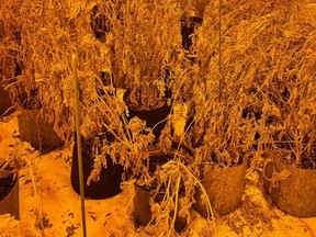 Image of worse-for-wear marijuana plants discovered by police. /