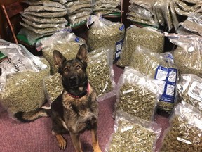 K-9 Tara sniffs out more than 100 kilograms of cannabis during traffic stop in Alabama. /