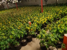 OPP bust in Renfew, Ont. reveals cannabis grow with about 7,600 plants. /