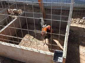 Officials searched the property for items related to illegal rooster fighting activities and found more than 160 birds on site. /
