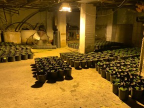 Potted weed plants found during raid of Renfrew grow-op. /