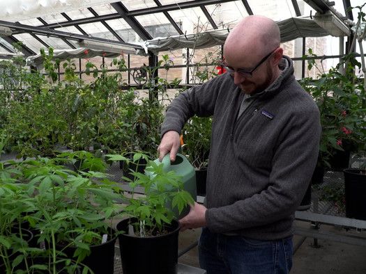 Brian Keegan, a cannabis researcher at the University of Colorado Boulder, waters hemp plants grown for research purposes. /