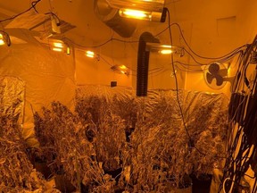 Police image of one growing room, fully equipped with lighting and fans, discovered in unoccupied home. /