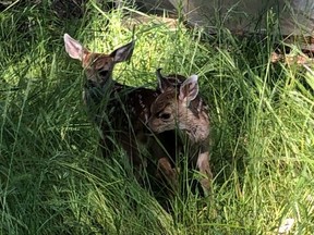 Two young fawns discovered nestled in tall grass near cannabis grow-op. /