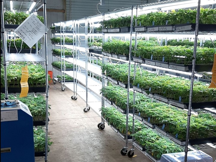  Undercover police buy illegal cannabis clones.