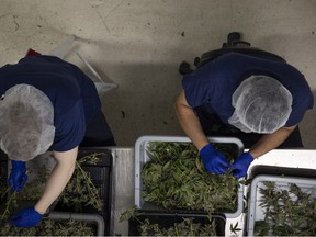 Workers harvest cannabis during a tour of the Western Cannabis facility. Bundling growing, processing and delivery of products prove to be lucrative for licensed producers. Margins are thin, so diversified revenue streams are needed for many.