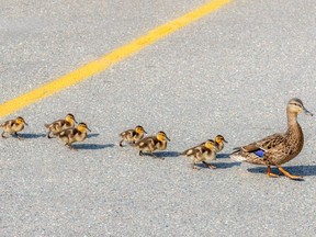 Image for representation. A Missouri officer recently helped to stop a duck and her ducklings cross a highway and reach safety. /