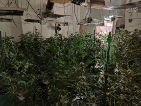 Illegal grow in the U.K. contained 550 plants. /