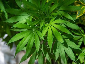 Nebraskans for Medical Marijuana still need to gather thousands of signatures ahead of Thursday's submission deadline set by the state, campaign leaders said.