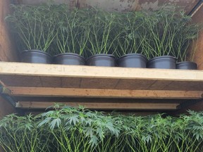 Police image of plants found in commercial vehicle undergoing inspection in Ontario. /