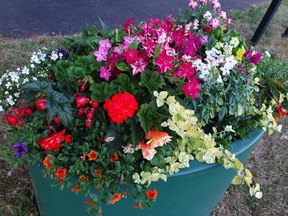 Council photo of one of the flower beds meant to add a splash of colour to the local area. /