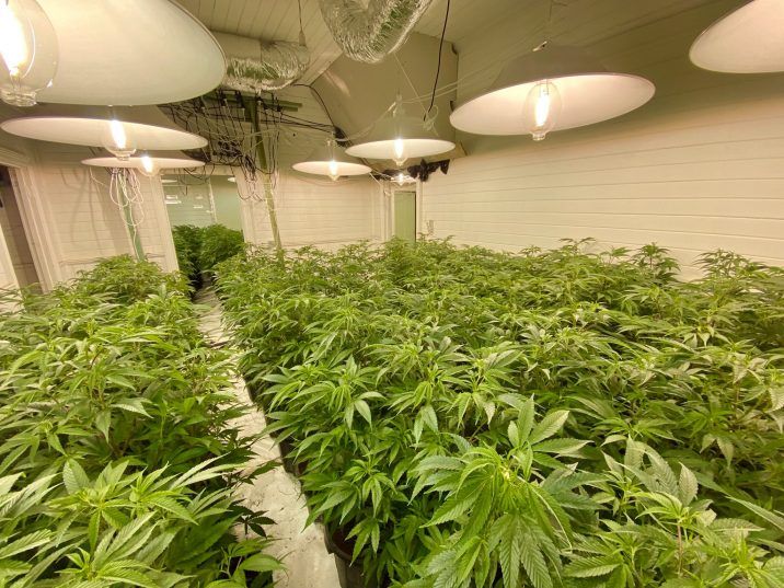 Almost 500 cannabis plants worth $1.8 million found in illegal grow ...