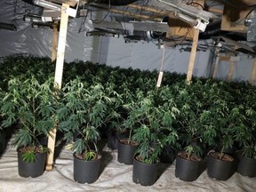 Police image of illegal grow-op with thousands of plants. /