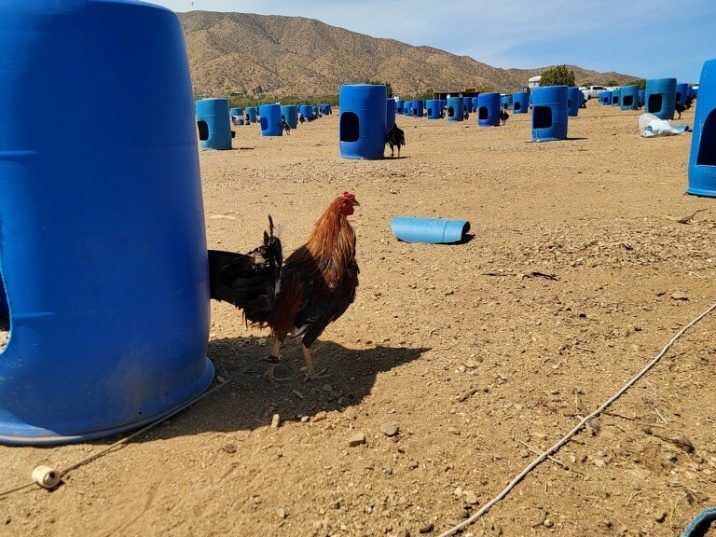 California cops looking into roosterfighting ring find big cannabis