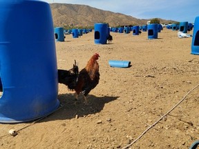 Police image of one rooster believed to have been involved in cockfighting ring. /
