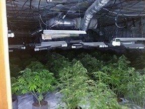 Police image of inside illegal cannabis grow-op. /