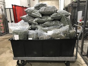 Police seized 2,589 cannabis plants, more than 134 kilograms of dried cannabis and 636 grams of cannabis concentrates.