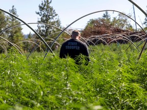 Illegal grow-op in Oregon features dozens of greenhouses over more than five acres of land. /