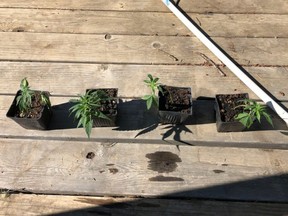 Police image of four plants. /