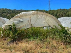 Police image of some berry bushes located right in front of a much larger cannabis hoop house. /