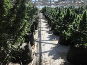 Mature plants in cultivation at Fuji Farms, LLC, on Sept. 21, 2018. /