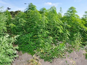 A member of the public alerted police that the grow was located on land near the entrance to Tesco car park. /