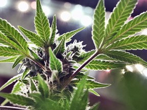 FILE - A mature marijuana plant begins to bloom under artificial lights at Loving Kindness Farms in Gardena, Calif., May 20, 2019. A campaign to legalize recreational marijuana gathered enough signatures to make it on Missouri's November ballot, the secretary of state announced Tuesday, Aug. 9, 2022.